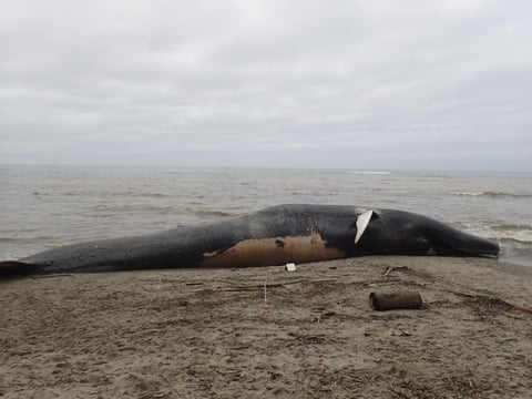 This Friday, May 26, 2017,photo provided by The Marine Mammal Center shows a blue whale carcass at Agate Beach in Bolinas, Calif. 